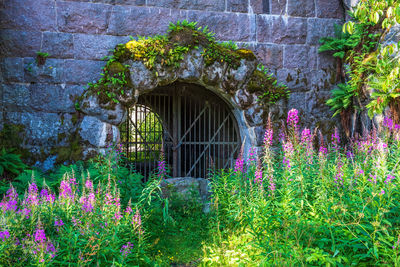 Purple flowering plants in garden against building