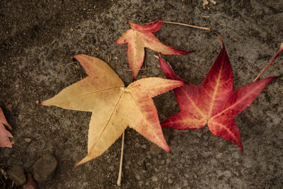 High angle view of maple leaves