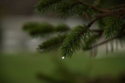 Close-up of raindrops on pine tree