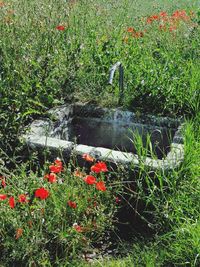 Red poppy flowers on field