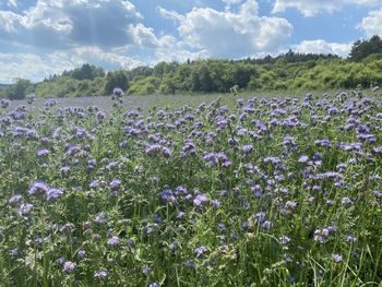 Purple flowering plants on field against sky