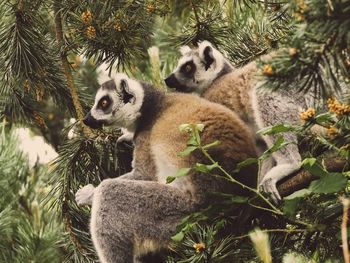 Low angle view of cats sitting on tree