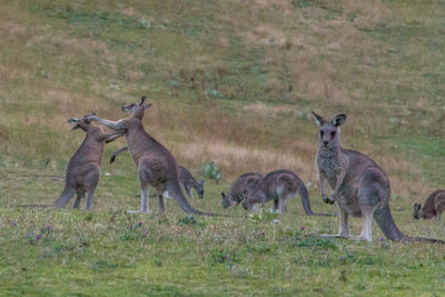 Kangaroos on field