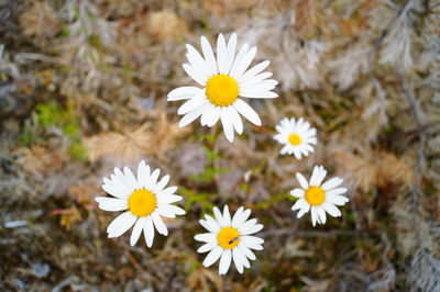 Close-up of daisy flowers