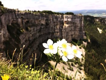 Close-up of flower against sky
