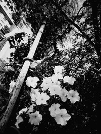 Low angle view of flowering tree against sky