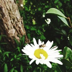 Close-up of insect on white flower blooming outdoors