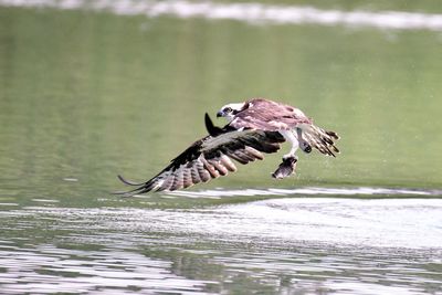 Bird flying over lake