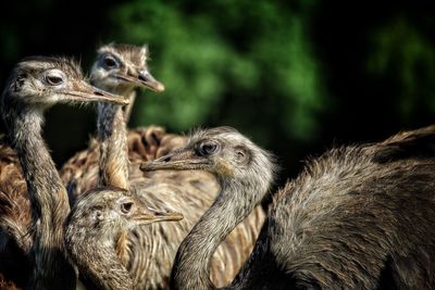 Ostriches at outdoors