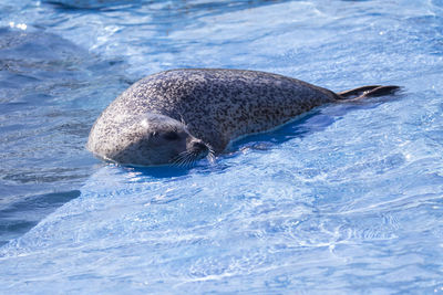 Side lit harbour seal lying down on platform in basin with head out of water during sunny morning