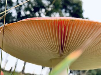 Close-up of orange mushroom growing on tree