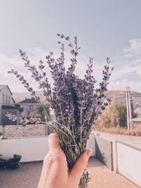 Cropped hand holding flowers against sky