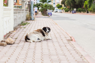 Portrait of dog relaxing on footpath