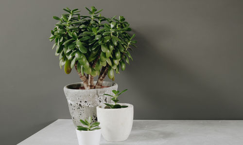 Close-up of potted plant on table