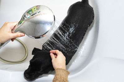 Showering a dog with a showerhead.