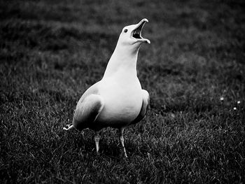 Close-up of bird on field