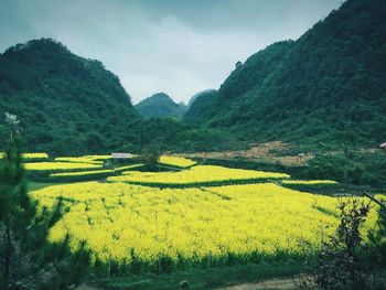 Scenic view of grassy field against cloudy sky