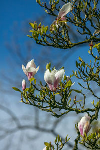 Low angle view of white flowering plant against sky