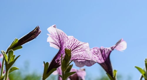 Close-up of flowers against clear sky