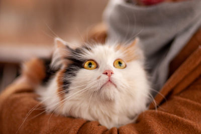 Close-up portrait of white cat