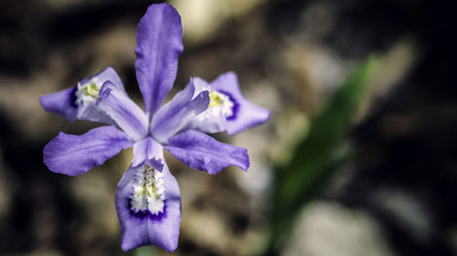 Close-up of purple flower