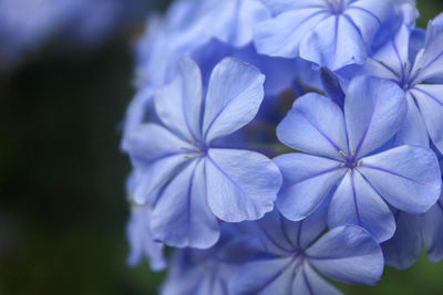 Close-up of purple flowering plant