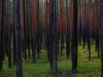 Pine trees in forest