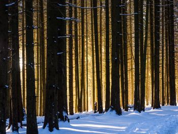 Panoramic shot of trees on snow covered field at sunrise