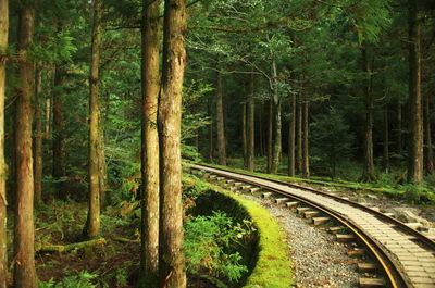 Railroad tracks amidst trees in forest