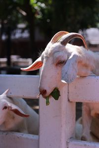 Close-up of goat