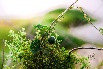 Close-up of fruits growing on tree