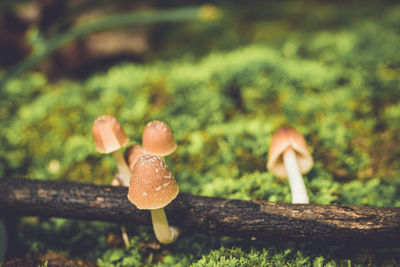 Close-up of mushroom growing on field