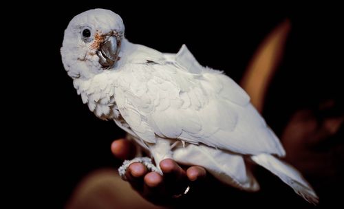 Close-up of hand holding bird against black background