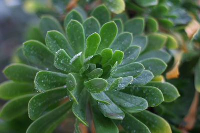 Close-up of wet plant leaves during rainy season