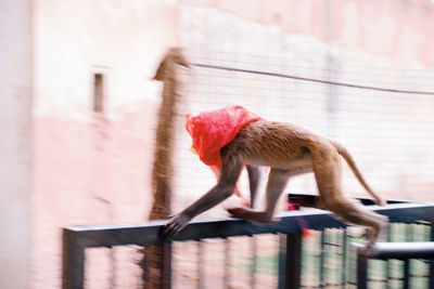 Monkey with scarf on head 