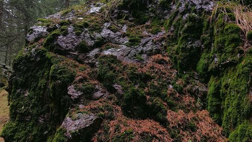 Plants growing on rock in forest
