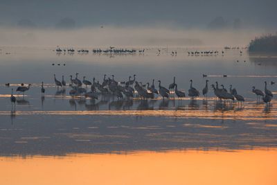 Flock of birds in lake during sunset