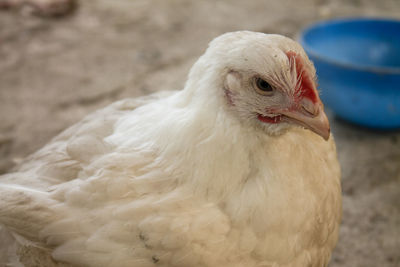 A white chicken that looks comfortable sitting in its spacious coop