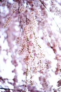 Close-up of cherry blossoms in spring