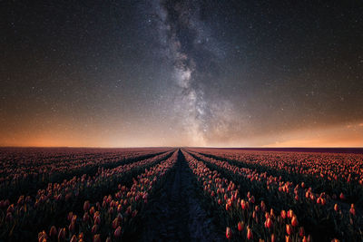 Panoramic view of field against sky at night