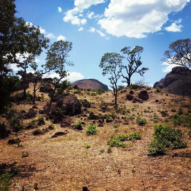 tree, sky, tranquility, tranquil scene, landscape, mountain, scenics, nature, beauty in nature, non-urban scene, growth, cloud, cloud - sky, non urban scene, remote, day, rock - object, rock formation, sunlight, plant