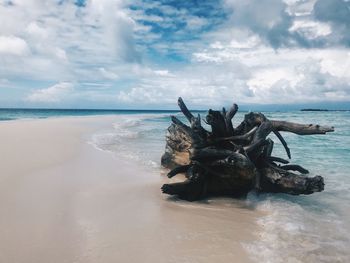 Driftwood on beach against sky