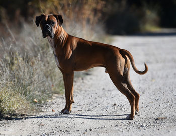 Dog looking away