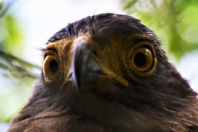 Close-up of a bird looking away