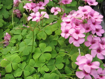Close-up of pink flowers blooming outdoors