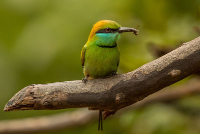 Close-up of bird perching on branch