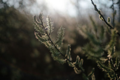 Close-up of snow covered plant
