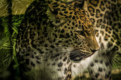 Close-up of leopard