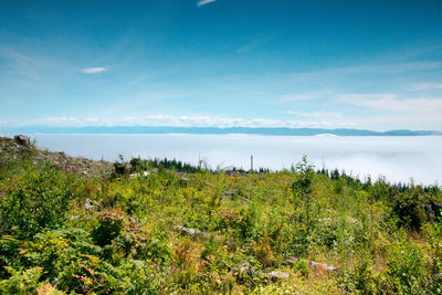 High angle view of trees on land against sky