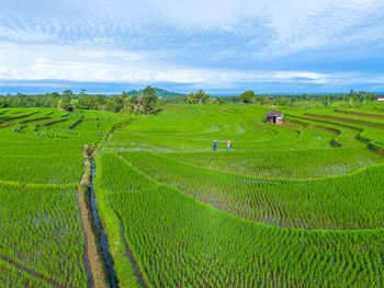 Scenic view of agricultural field against sky